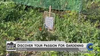 Denver Urban Gardens - The Youngest Gardener - September 13, 2021 - 9News.com KUSA