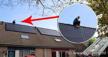 Man uit Lelystad wil parkiet van het dak halen, maar durft er daarna zelf niet meer van af - De Stentor