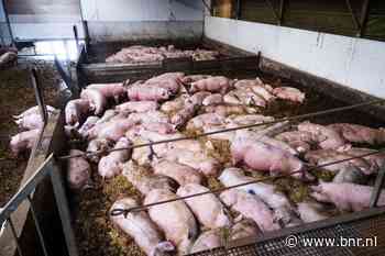 Landsadvocaat: trek vergunning boeren in om stikstofdoelen te halen - BNR Nieuwsradio