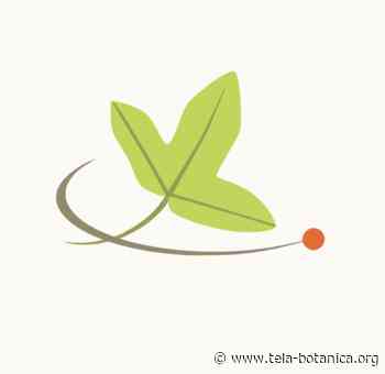 Mission flore littoral sur la plage de Frontignan - Tela Botanica