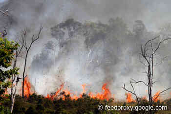 What Scientists Know About Wildfire Smoke and Its Impact on Wild Animal Health
