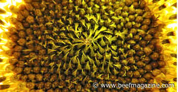 Using sunflowers for silage? Follow this advice