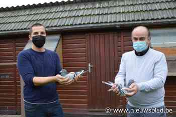 Duivenmelkers tonen opnieuw hun hart voor kleine Collette