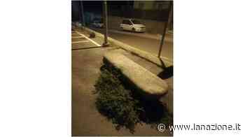 Erba infestante sulla panchina Via alle proteste - LA NAZIONE