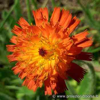 Una erba sconosciuta e 3 alimenti benefici che risolveranno il problema del gonfiore alle gambe - Proiezioni di Borsa