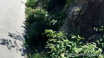 “A Valmadrera erba alta come un bambino. Città in stato di abbandono” - LeccoToday