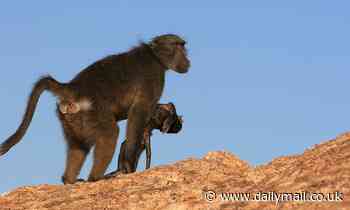 Nature: Primate mothers grieve over the death of infants by carrying the corpse with them for MONTHS
