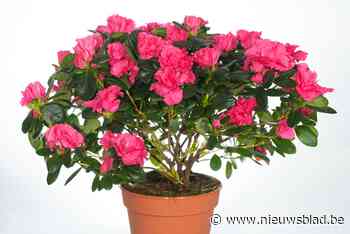 Plantjesweekend op diverse plaatsen