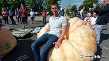Lohmar: NRW-Kürbis-Wiegemeisterschaft – Die Belgier haben die Größten - BILD