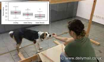 Dogs behave differently when people intentionally keep food away from them versus an accident 