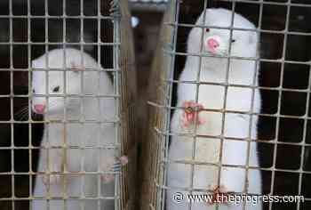 False BC fur farm ban announcement a 'rollercoaster of emotions': activist – Chilliwack Progress - Chilliwack Progress