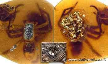 Fossilized mother spider protecting her young is found preserved in 99-million-year-old amber