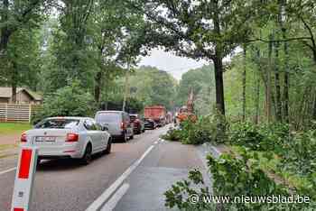 Lange files op gewestweg tussen Peer en Bree