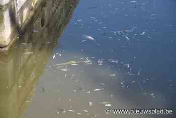 Minister zoekt oplossing voor vissterfte in Dender: “We moeten de oorzaak en de vervuiler achterhalen”<BR />