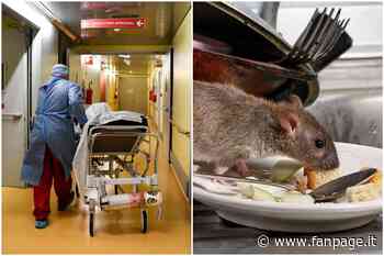 Modena, topo morto sul cibo per il reparto oncologico: “Forse dolo legato ad ambienti no-vax” - Fanpage.it