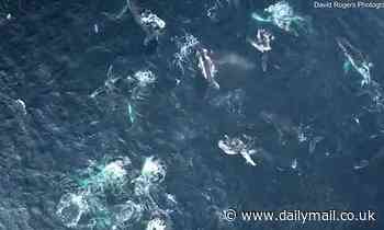Extraordinary 'megapod' of 150 humpbacks filmed having lunch off the coast of New South Wales