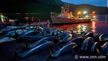 1,400 dolphins were killed in the Faroe Islands in one day, shocking even some pro-whalers