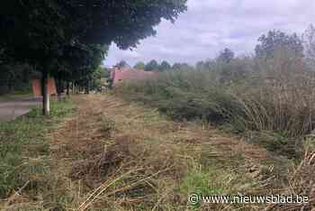 Onkruid is voor een stuk gemaaid