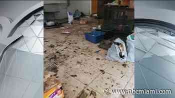 Animal Rescuer Facing Cruelty Charges for Cats Found in Filthy Sunrise Home