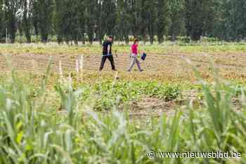 3M wil schadevergoeding betalen aan Zwijndrechtse boeren die verlies lijden door vervuiling