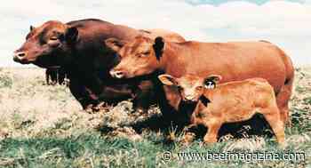 Beef breed approves gene-edited traits for animal registration