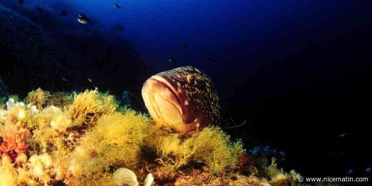 Comment les aires marines protégées annoncées par Emmanuel Macron protègent la Méditerranée?