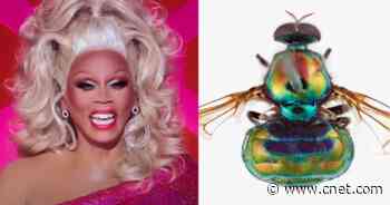 An iridescent fly just got named after RuPaul. It better werk     - CNET