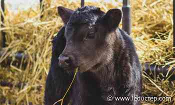 Here to support farmers amid a tough year - Leduc Representative