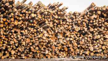 DIY-ers benefit from lower prices in aftermath of lumber price correction