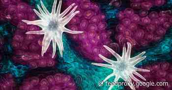 Winners of Nikon's small-world photo contest reveal tiny invisible wonders     - CNET