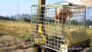 Le gouvernement veut ré-autoriser des chasses traditionnelles d'oiseaux
