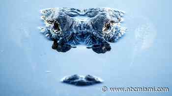 Florida Paddleboarder Fends Off Attacking Alligator With Oar