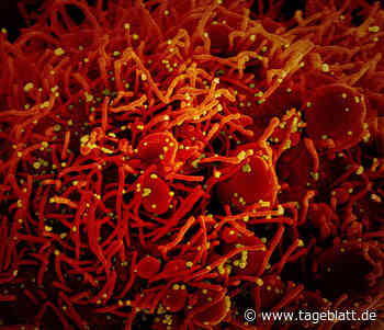 Corona-Inzidenz in Niedersachsen steigt wieder - Landkreis Stade - Tageblatt-online