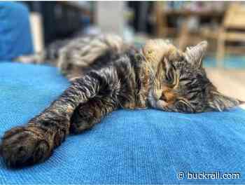 Lost Cat: One-year-old Jasper last seen near Corner Creek - Buckrail