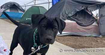 The Companion Animal Medical Project - The Source Weekly