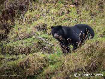 La sesión fotográfica más hermosa: osos de anteojos vistos en Buesaco, Nariño - TuBarco