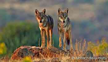 An Ancient Lineage: Indian Wolf Among World’s Most Endangered and Distinct Wolves