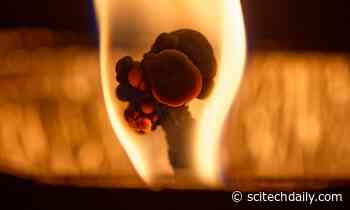 Immune Signal Promotes Production of Energy-Burning “Beige Fat” That Could Reduce Obesity