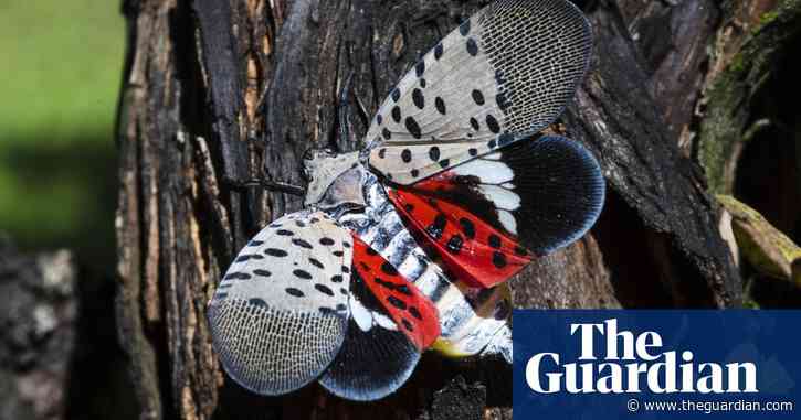 Kansas boy’s insect entry at state fair wins prize – and triggers federal inquiry