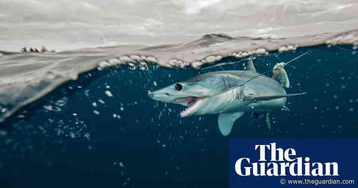Jaws made us scared of sharks but is a lack of sharks scarier? – podcast
