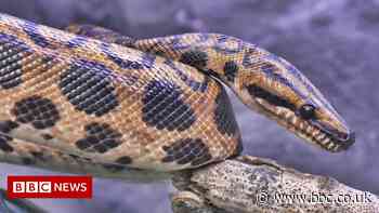 Asteroid that wiped out dinosaurs shaped fortunes of snakes