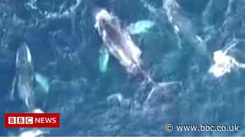Megapod of feeding humpback whales in Australia 'so special'