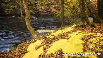 Gauting - Mutmaßlicher Dealer schwimmt Polizei davon - Süddeutsche Zeitung