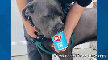 Buy a Dairy Queen pup cup and help local animal shelters