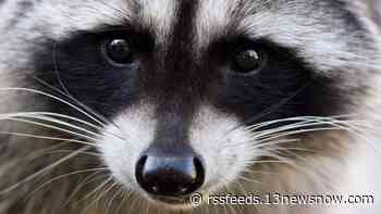 Baby raccoon tests positive for rabies in Portsmouth