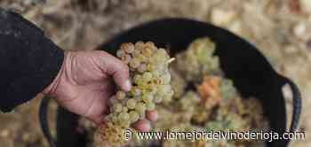 El Consejo Regulador aprecia «buena calidad en la uva» recogida hasta ahora - Lo Mejor del Vino de Rioja La Rioja