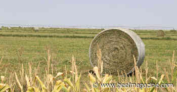 10 things to consider when establishing an alfalfa stand