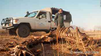 Bushmeat poaching is on the rise in Kenya as Covid hunger drives hunt for antelopes and giraffes