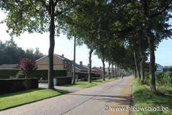 Zomereiken Nieuwstraat verdwijnen (maar ze worden wel vervangen
