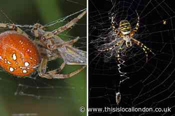 Large colourful spiders spotted in Epping Forest